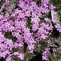 71V-nivbT-L._AC_UL210_SR210,