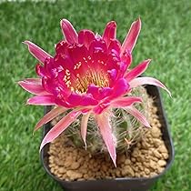 【現品】 多肉植物 花サボテン　ロビビア属　TOM 開花株➕Cc-46 現品】 多肉植物 花サボテン ロビビア属 TOM 開花株 - メルカリ