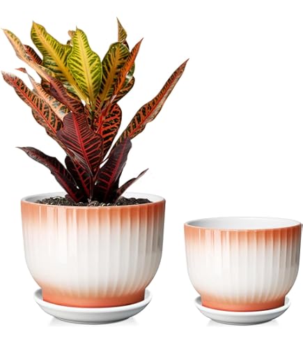 Amazon.co.jp: Sin wings セラミック植木鉢、6.7 + 5.3 + 3.9インチ 八