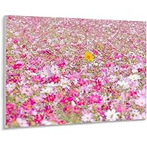 Amazon | 福岡県 コスモス畑とひまわり 数字キットによる絵画