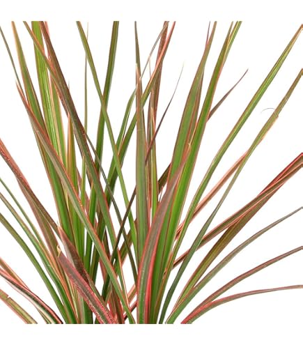 ［現品］17番　ドラセナ　コンシンネ　レインボー　8号　観葉植物　室内　おしゃれ 観葉植物 ドラセナ コンシンネ レインボー 8号 ストレート リブ