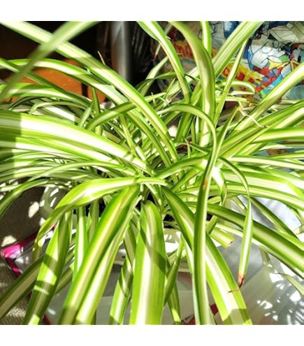 Amazon｜《一時非表示》（観葉植物）オリヅルラン 吊り鉢タイプ 5～6