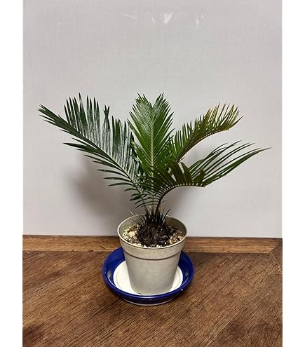 ソテツ 蘇轍　抜き苗株　約65cm 観葉植物 蘇轍・ソテツ | barrelplants_BONSAI