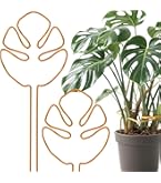 モンステラ　専用 観葉植物 モンステラ 3号 オーセ 11 W 付き | 観葉植物なら