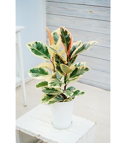 インテリア 観葉植物 フィカス ティネケ 6号 60cm