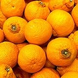 [みさわのやさい] デコポン 訳あり 10kg 国産 和歌山産 でこぽん 不知火 しらぬい 柑橘 甘い 箱 みかん
