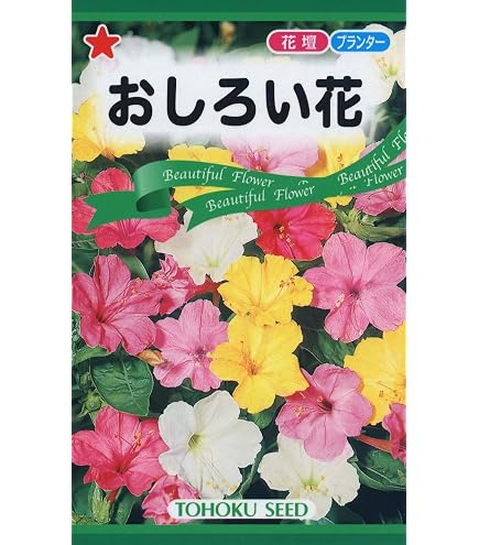 Amazon.co.jp: オシロイバナ ミックス色 苗4株塊根 おしろい花 白粉花
