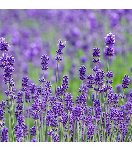 ラベンダーとなっております 長崎ラベンダー（しおり）の特徴や育て方、増やし方等の紹介【コモン