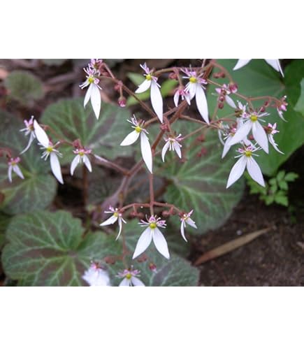 Amazon.co.jp: 着生植物のアレンジにも最高！八房姫ユキノシタ見計らい