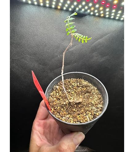 Amazon｜EMP オペルクリカリア パキプス 実生 wo77｜観葉植物