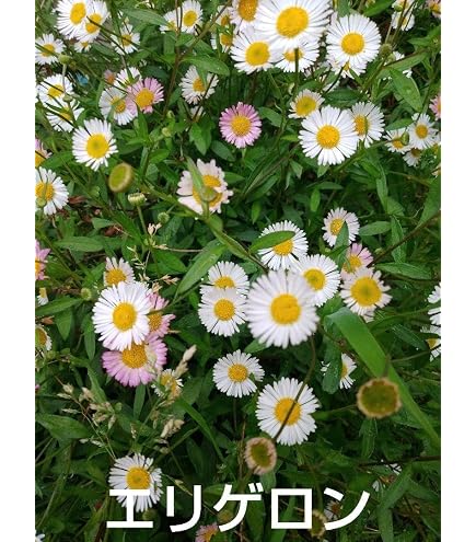 白い宿根草　フロックス　イベリス　エリゲロン（ゲンペイコギク）＋オマケ苗 Amazon.co.jp: 宿根草 源平小菊 9cmポット エリゲロン げんぺいこ