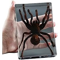 Amazon.co.jp: タランチュラ標本、本物の昆虫クモ標本、剥製樹脂