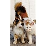 猫 QHD(540×960)壁紙 2022岩合光昭 世界の猫 猫 QHD(540×960)壁紙 2022岩合光昭 世界の猫