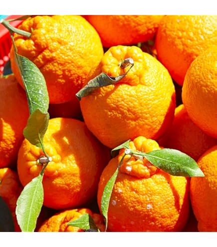 Amazon.co.jp: 糖度13度以上 デコポン 本場 熊本県産 9個入 糖度