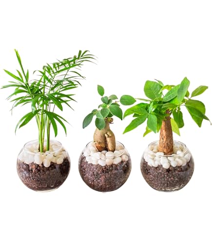【専用商品】 観葉植物5点セット Amazon｜東京寿園 観葉植物 5点セット ハイドロカルチャー 本物 ミニ