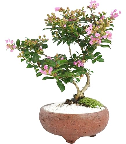 中品姫百日紅盆栽 小品盆栽：姫百日紅*現品 サルスベリ sarusuberi : 遊恵盆栽