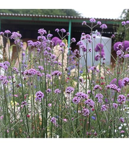 アガパンサス ブリッツプレステージ ダブルダイヤモンド ブルーサンダーset苗C アガパンサス ブリッツプレステージ ダブルダイヤモンド ブルー