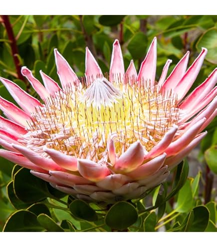 プロテア　オータムプリンス　5号 ザ・ファームセレクト]プロテア：オータムプリンス 5号鉢植え