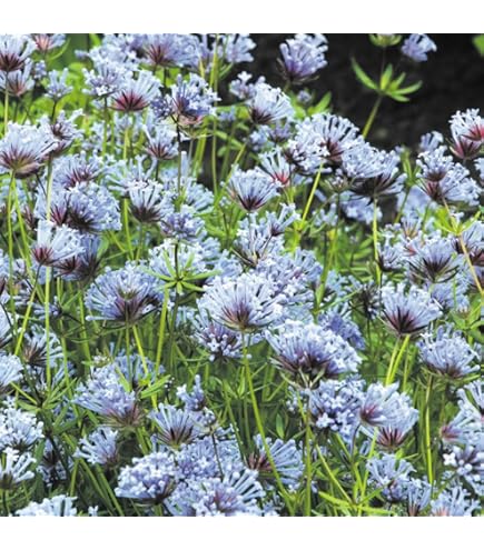 Amazon.co.jp: ジンコウ（沈水香木、アクイラリア・シネンシス）の種