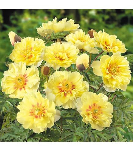 Amazon.co.jp: 芍薬 苗 ピンクハワイアンコーラル 1株 / しゃくやく