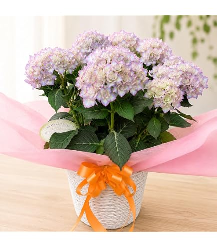 Amazon｜あじさい 鉢植え フラワー アジサイ 紫陽花 5号鉢 (万華鏡