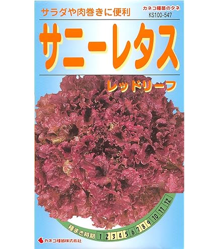 Amazon.co.jp: サニーレタス 種 晩抽サンブライト 小袋（約1.6ml