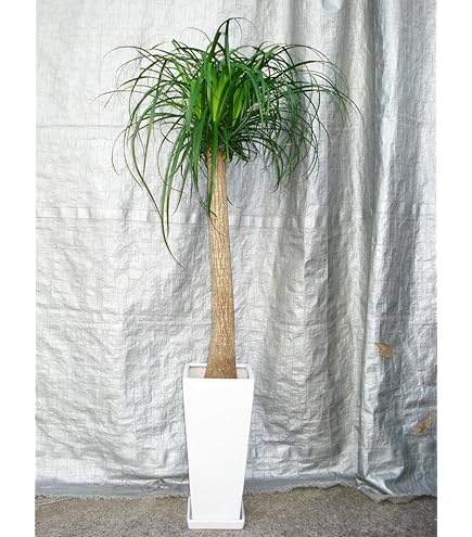 トックリラン　ノリナ　ポニーテール　抜き苗地上50cm(^^)❢ 楽天市場】ノリナ トックリラン （ポニーテール） 3.5号ポット苗