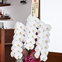 Amazon Co Jp 売れ筋ランキング 胡蝶蘭 の中で最も人気のある商品です