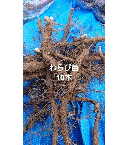 Amazon.co.jp: ワラビ 素掘り苗 山菜苗/シダ植物/蕨▽紫桜館山の花屋