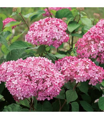 Amazon.co.jp: 母の日 白八重咲き紫陽花 月うさぎ ラベルつき 5寸鉢花