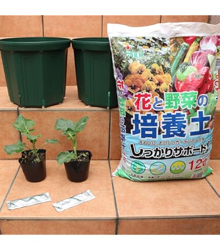 Amazon.co.jp: ヒョウタン 大 ひょうたん 9cmポット苗 兵丹 : DIY