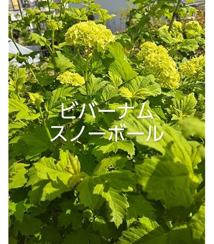 Amazon.co.jp: ビバーナム スノーボール 苗 : DIY・工具・ガーデン