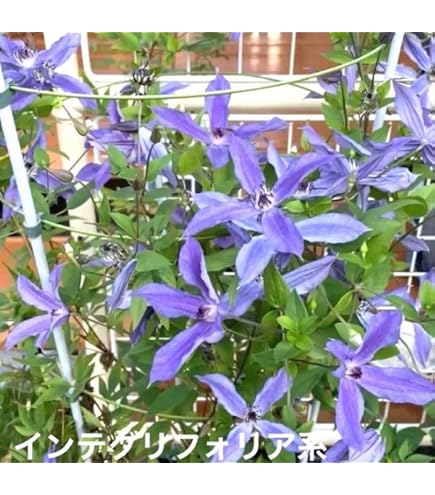 Amazon.co.jp: 1鉢 超希少 流星 クレマチス 5号鉢アーチ仕立て : DIY