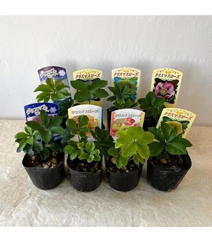 Amazon.co.jp: 早咲きクリスマスローズ 雪の妖精HGCリサン13.5cmポット