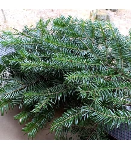 もみの木　枝　60cm規格箱 Amazon｜（観葉植物）もみの木 切り枝 長さ15～20cm 4～6本