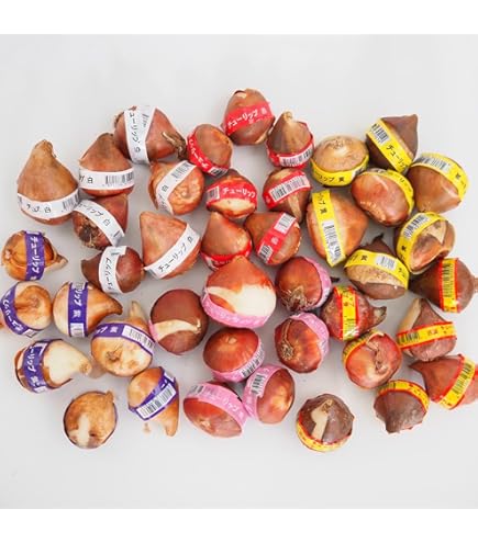 Amazon.co.jp: チューリップ 球根 ミステリーバレー 2球 八重咲き