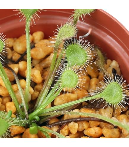 Amazon.co.jp: Cephalotus follicularis Eden Black Cedric