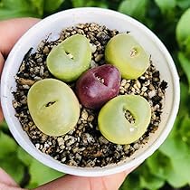 コノフィツム　マウガニー　種子1６種類　10粒ずつセット 農園直売 多肉植物 コノフィツム さくらんぼ 4頭セット