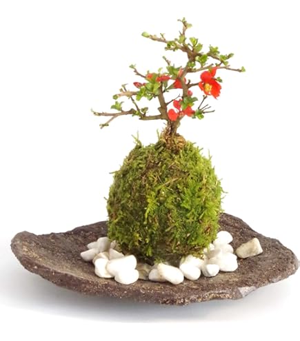 Amazon.co.jp: 杉玉 直径約38cm 屋根. C : DIY・工具・ガーデン