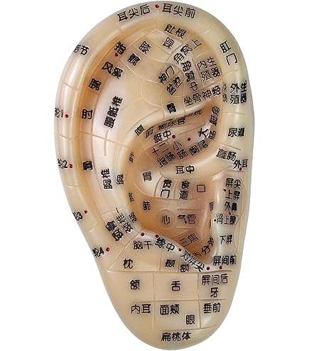 Amazon.co.jp: 耳模型 耳つぼ模型 耳つぼジュエリー 立体模型 耳