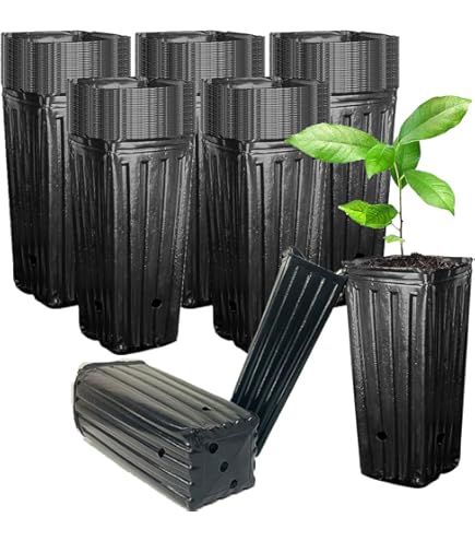 Amazon | セルリー トップ セラー 野菜苗 12ポットセット 3号ポット