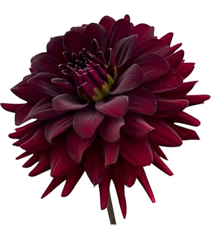 Amazon.co.jp: カフェオレディナープレート ダリア球根、植物、根、花