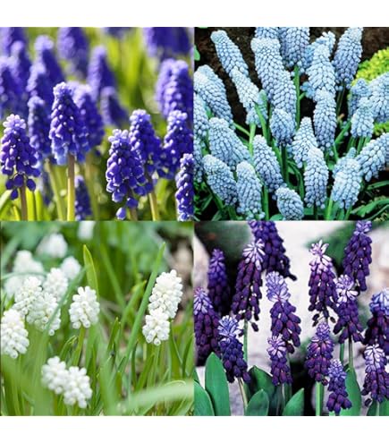 Amazon.co.jp: ムスカリ 球根 ホワイトマジック 10球入 : DIY・工具