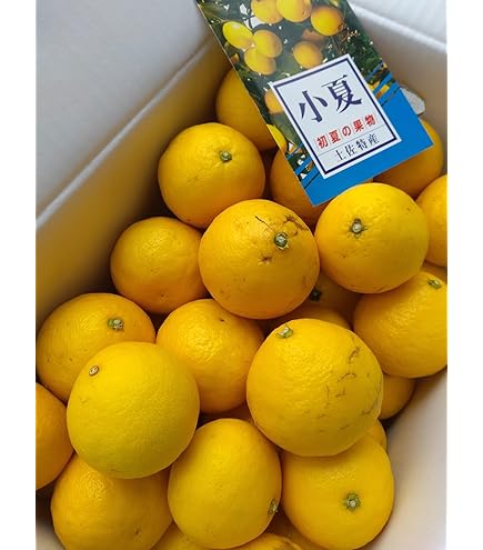 Amazon.co.jp: 【宮崎県産 日向夏2.5kg】 日向夏 約2.5kg 9~15個 化粧
