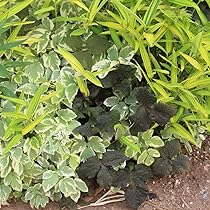 71WlNp2zSML._AC_UL210_SR210,