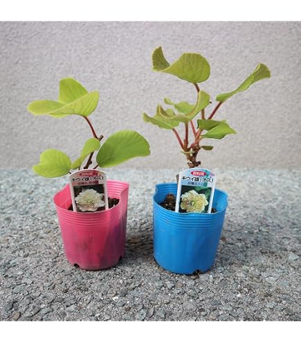 Amazon.co.jp: キウイフルーツ 白雪姫 （メス） 4.5号(13.5cm) ポット