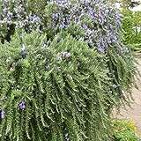 ハーブ 苗 【ローズマリー プロストラタス （半匍匐性タイプ クリーピング）】 3号ポット×5株セット