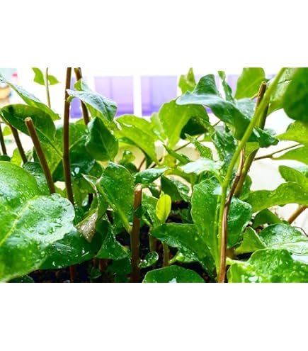 Amazon.co.jp: オカワカメ 9cmポット苗 おかわかめ : DIY・工具・ガーデン