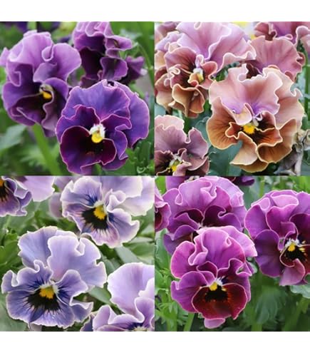 オシロイバナ　ミックス色　苗4株塊根　おしろい花　白粉花　夕化粧　白粉花　花の苗 オシロイバナ ミックス色 苗4株塊根 おしろい花 白粉花 夕化粧