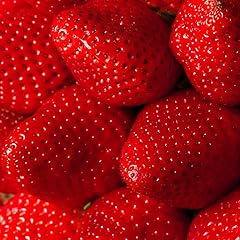 【Amazon.co.jp 限定】 アクアファームくるめ 2026年2月～5月上旬お届け 福岡県産 あまおう 270g×4パック